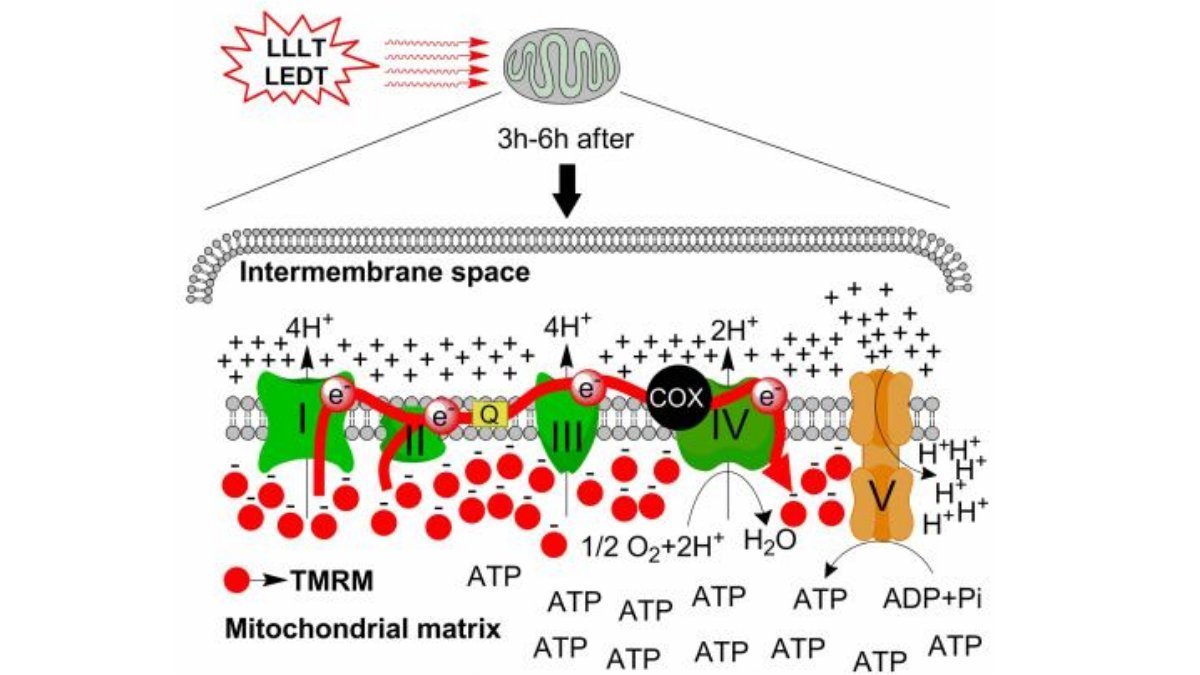 Accelerating Wound Healing - Lumaflex